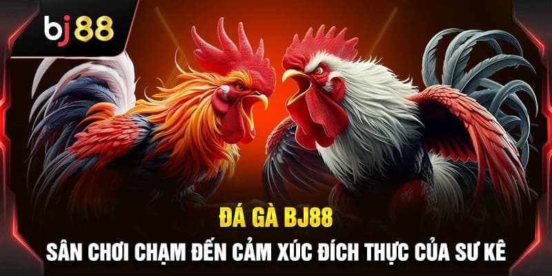 Có nên tham gia chơi đá gà BJ 88 hay không?